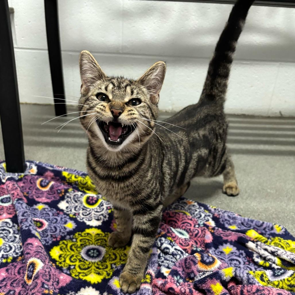 Enlarge Cyber Stalking, a Adoptable Domestic Short Hair in Carencro, LA image 5/6