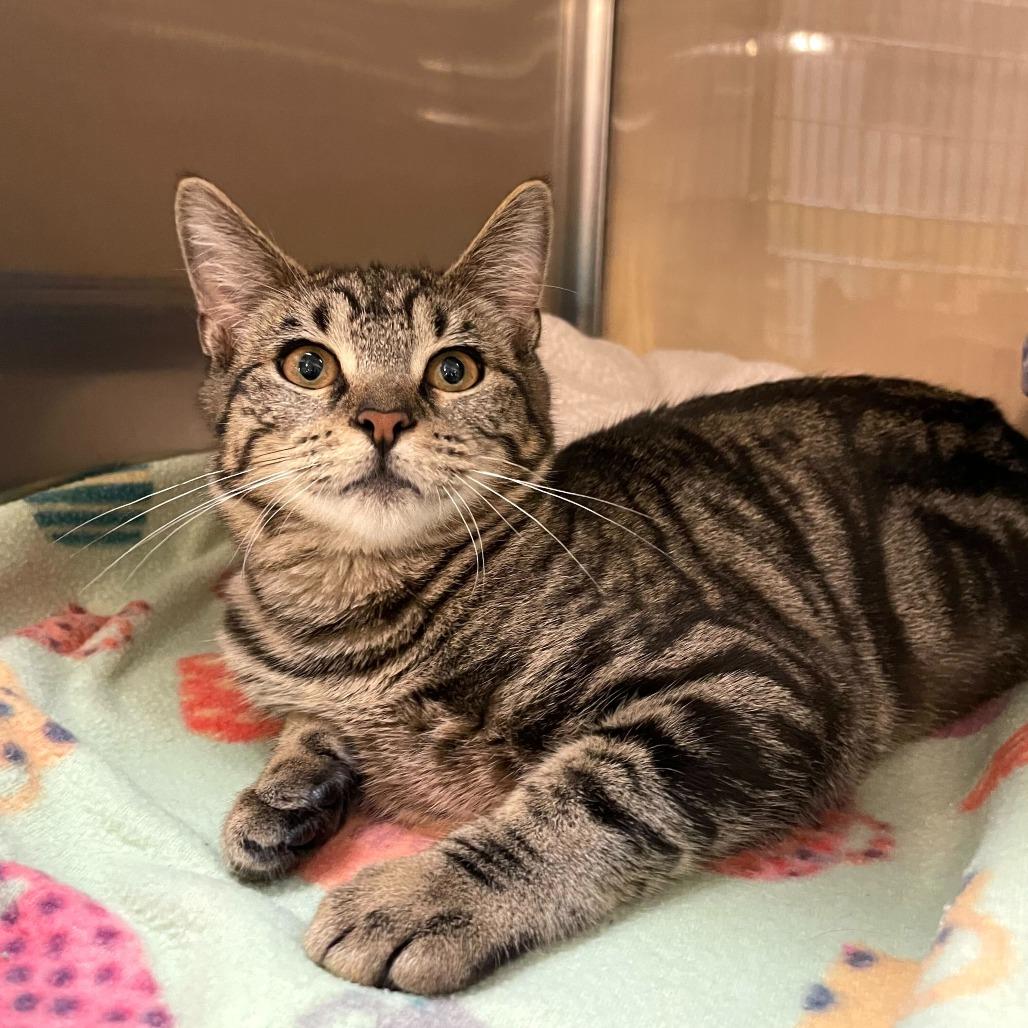 Enlarge Cyber Stalking, a Adoptable Domestic Short Hair in Carencro, LA image 6/6