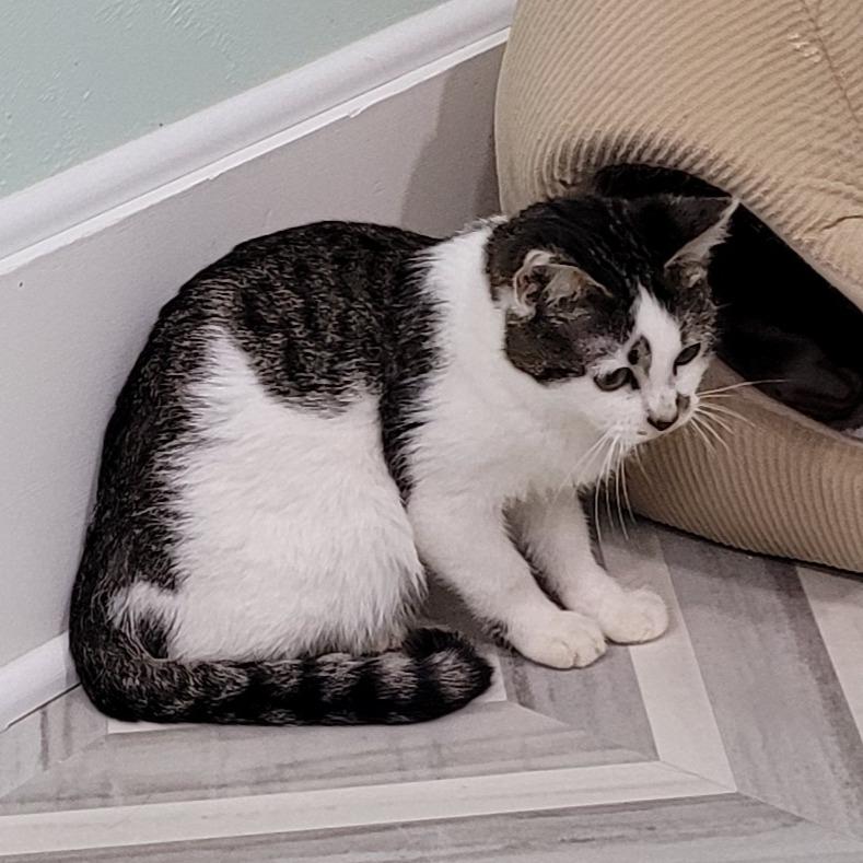 Enlarge Shannon, a Adoptable Domestic Short Hair in Coos Bay, OR image 1/4