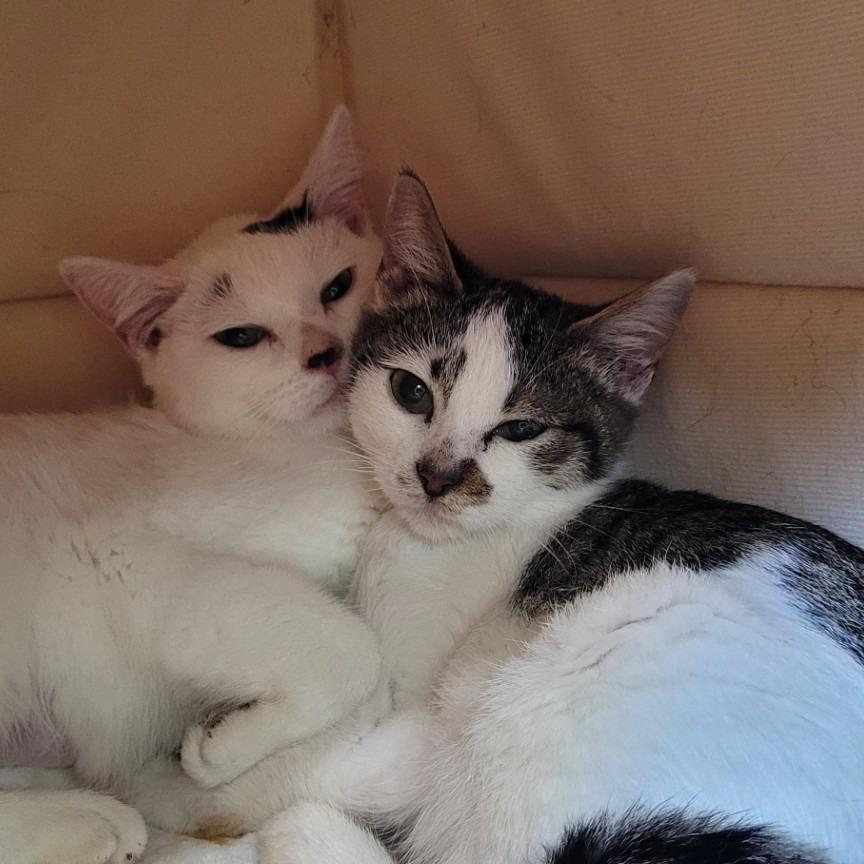 Shannon, Adoptable, Kitten Female Domestic Short Hair.