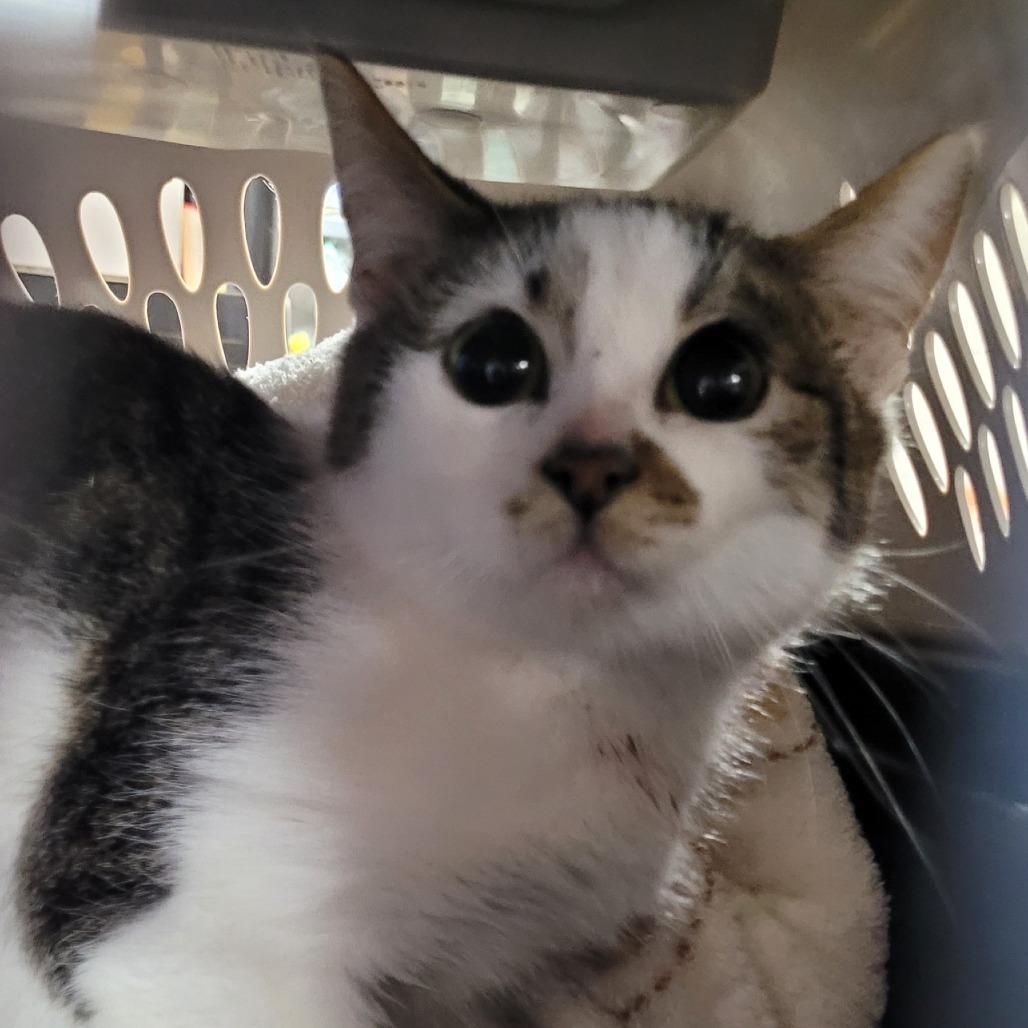 Enlarge Shannon, a Adoptable Domestic Short Hair in Coos Bay, OR image 3/4