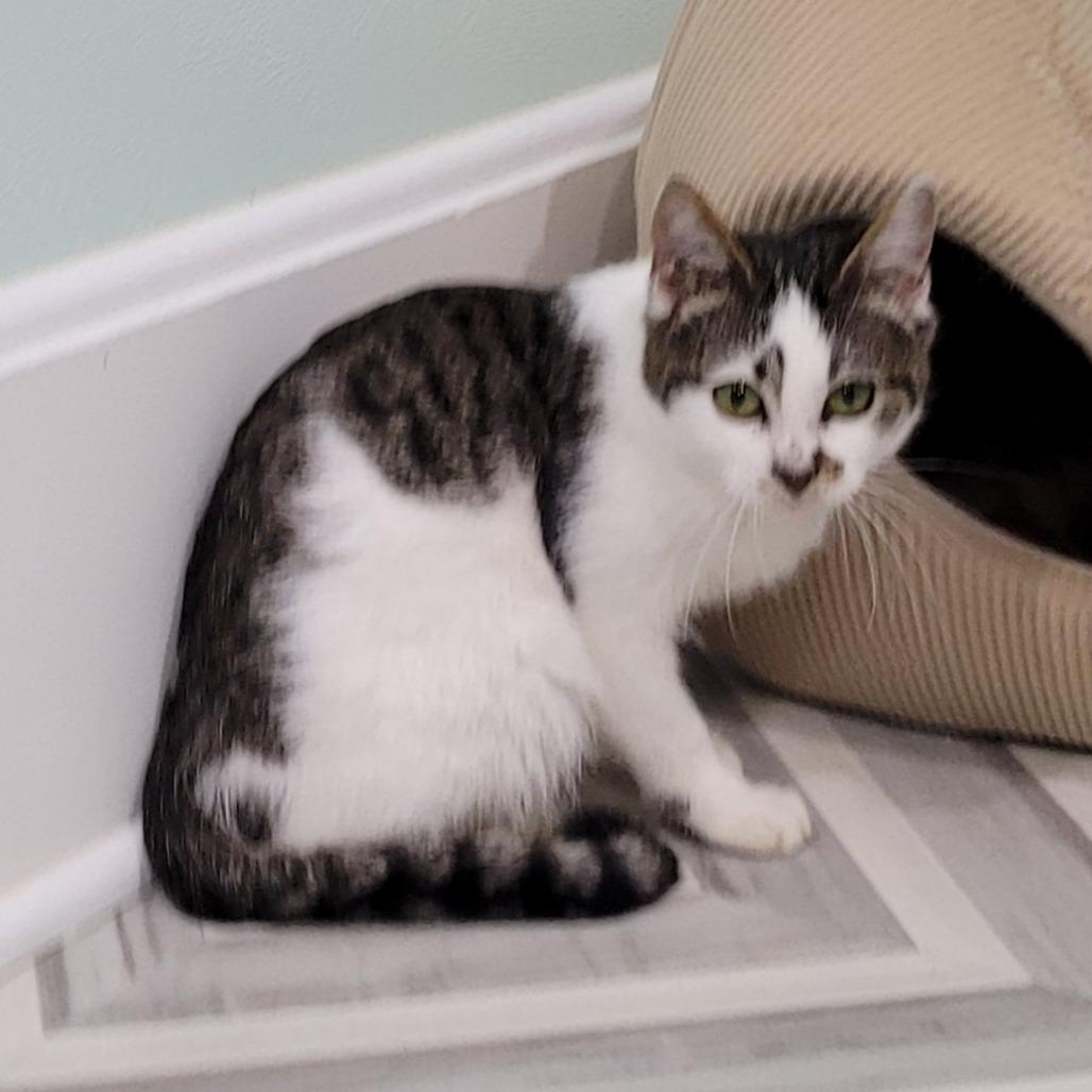 Enlarge Shannon, a Adoptable Domestic Short Hair in Coos Bay, OR image 4/4