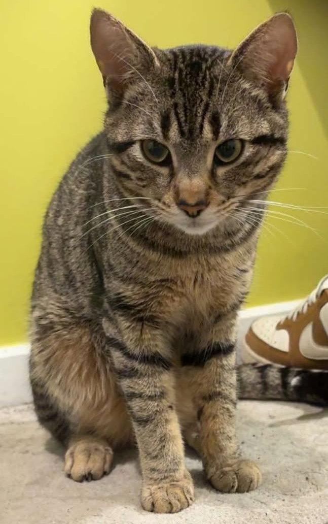 Capitaine, Adopted, Young Male Tabby.