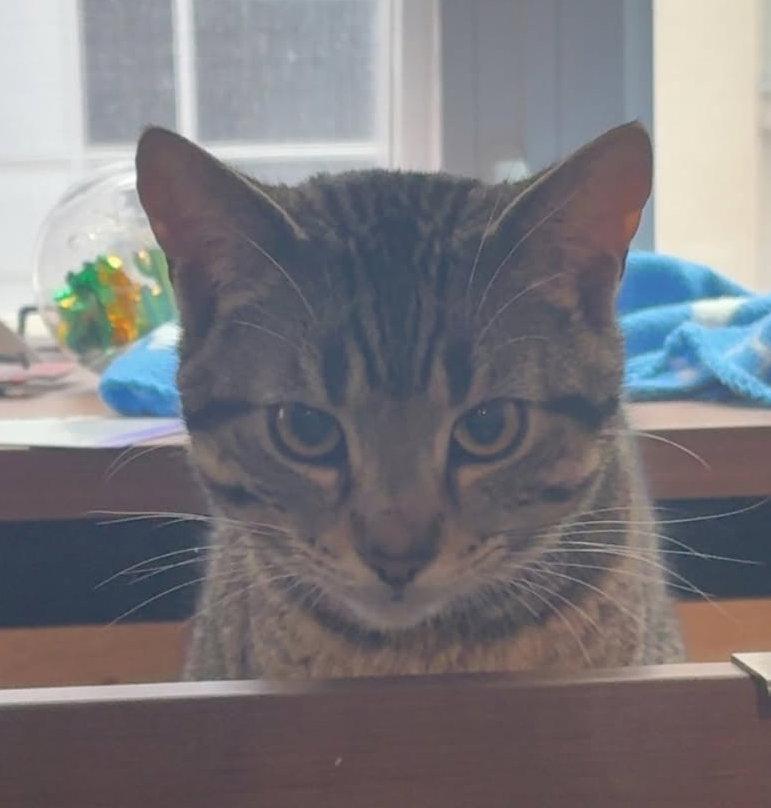 Capitaine, a Adopted Tabby in Orleans, ON image 2/3