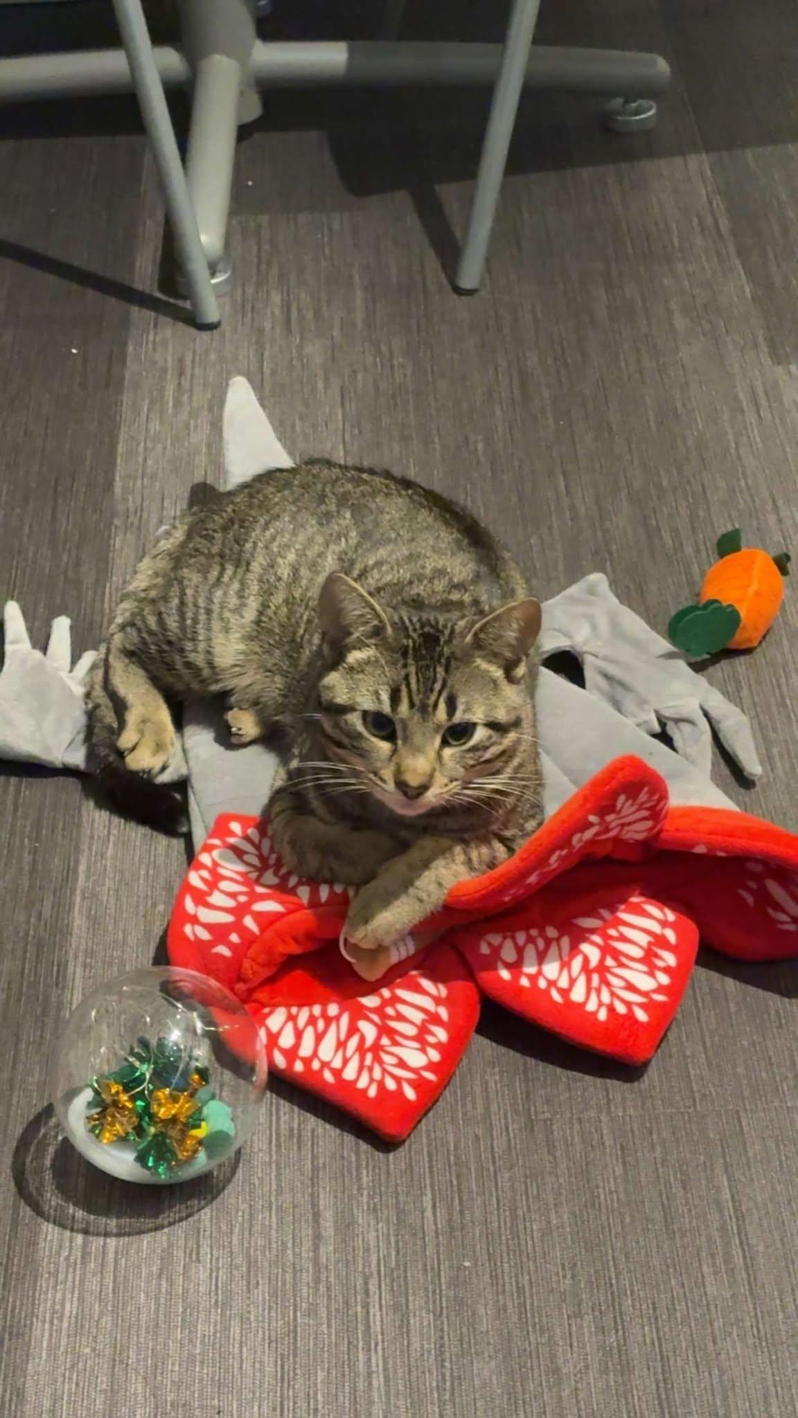 Capitaine, a Adopted Tabby in Orleans, ON image 3/3