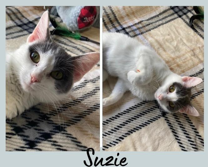 Enlarge Suzie, a Adoptable mixed breed in Pierceton, IN image 2/2