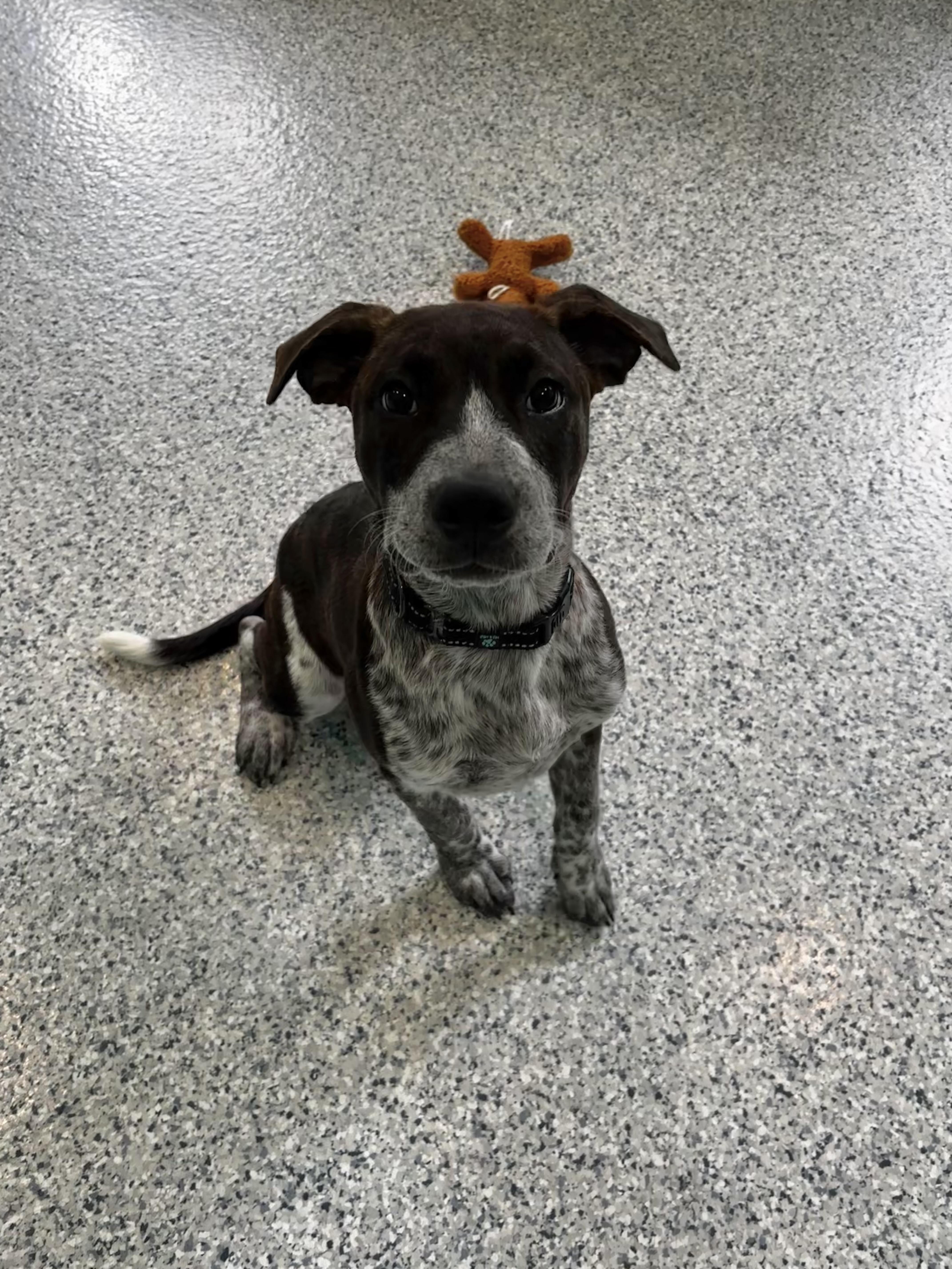 Ethel, adopted, Young Female American Bulldog.