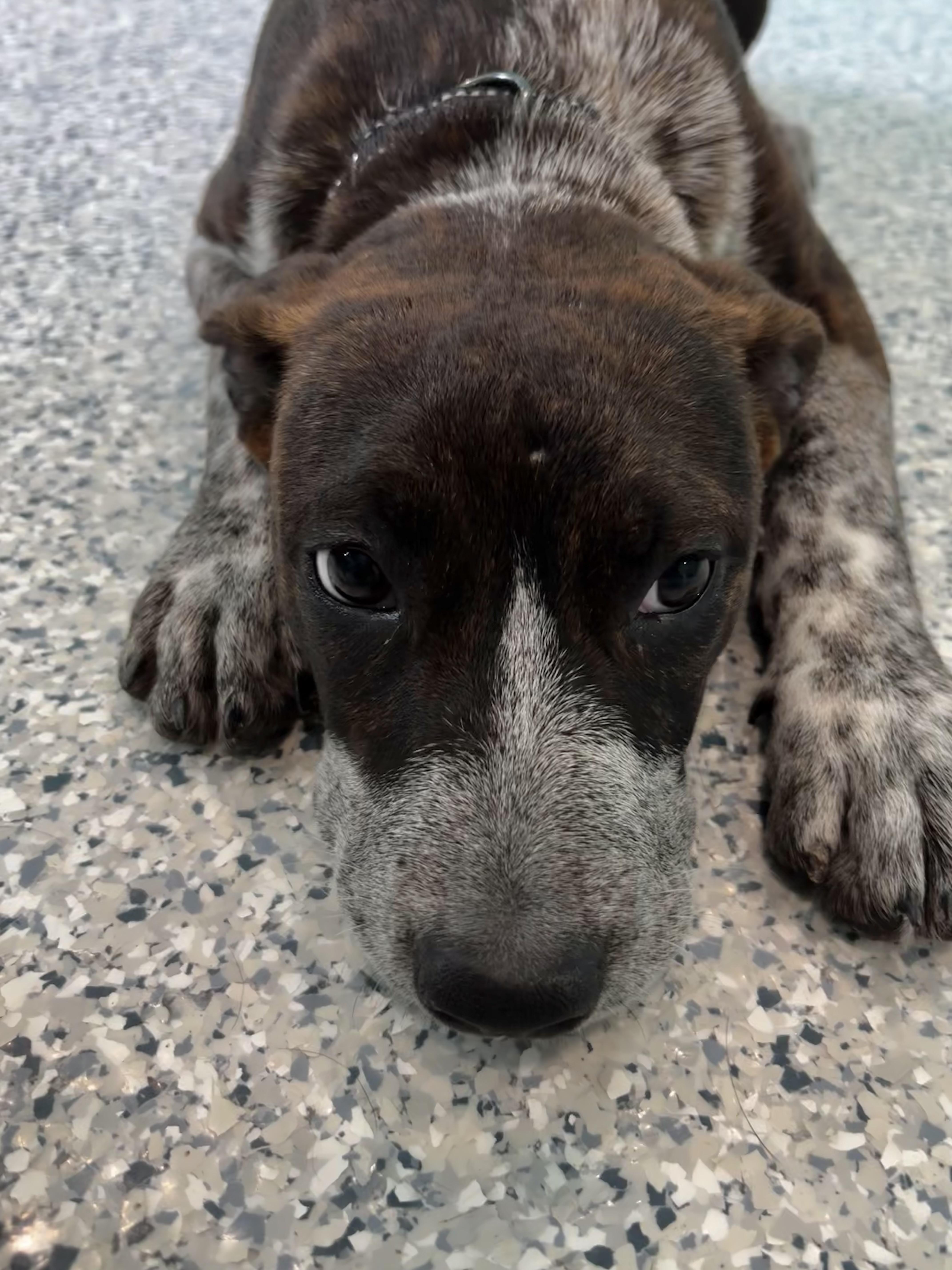 Ethel, an adopted mixed breed in Hutchinson, MN image 3/3