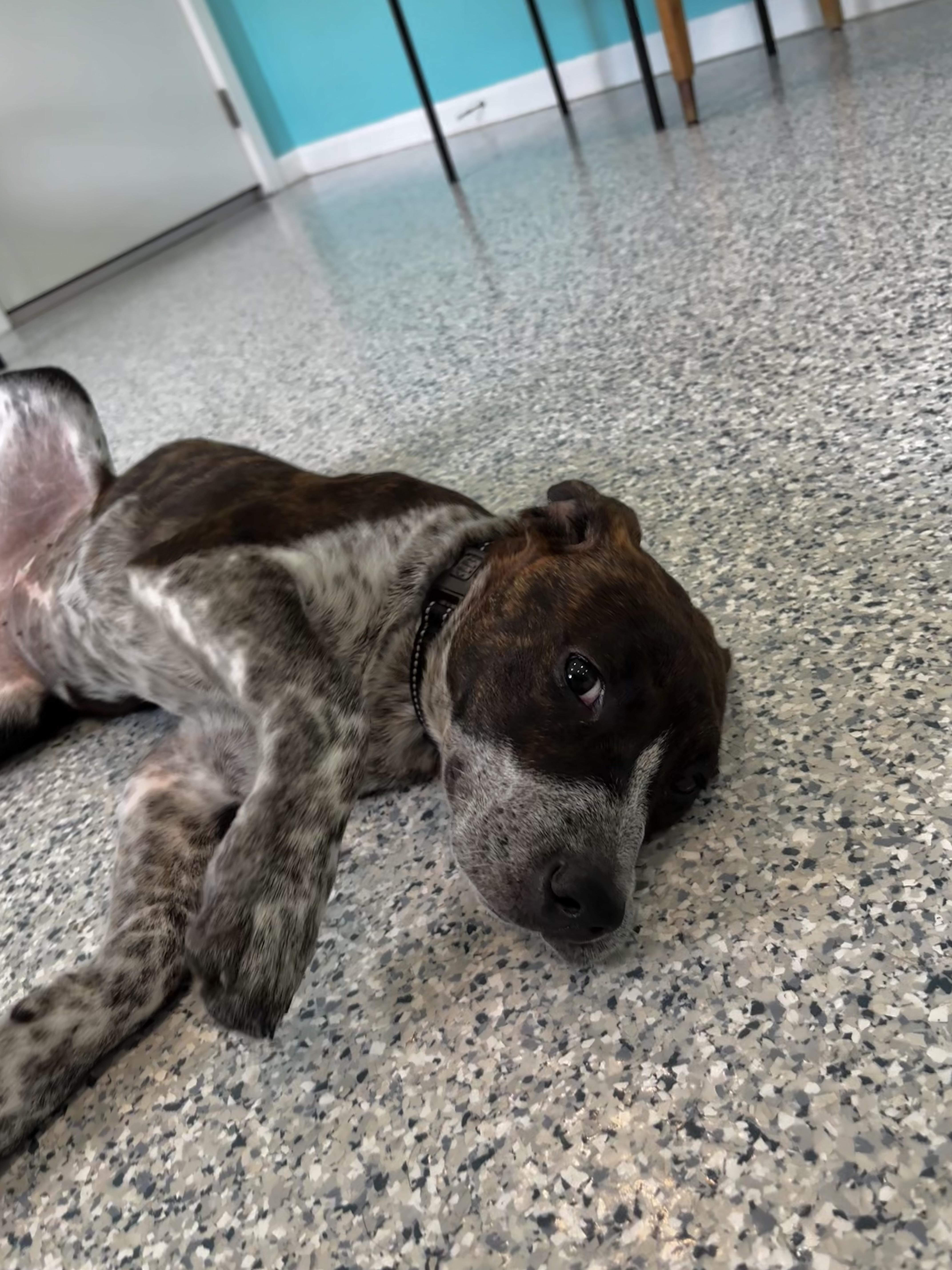 Ethel, an adopted mixed breed in Hutchinson, MN image 2/3
