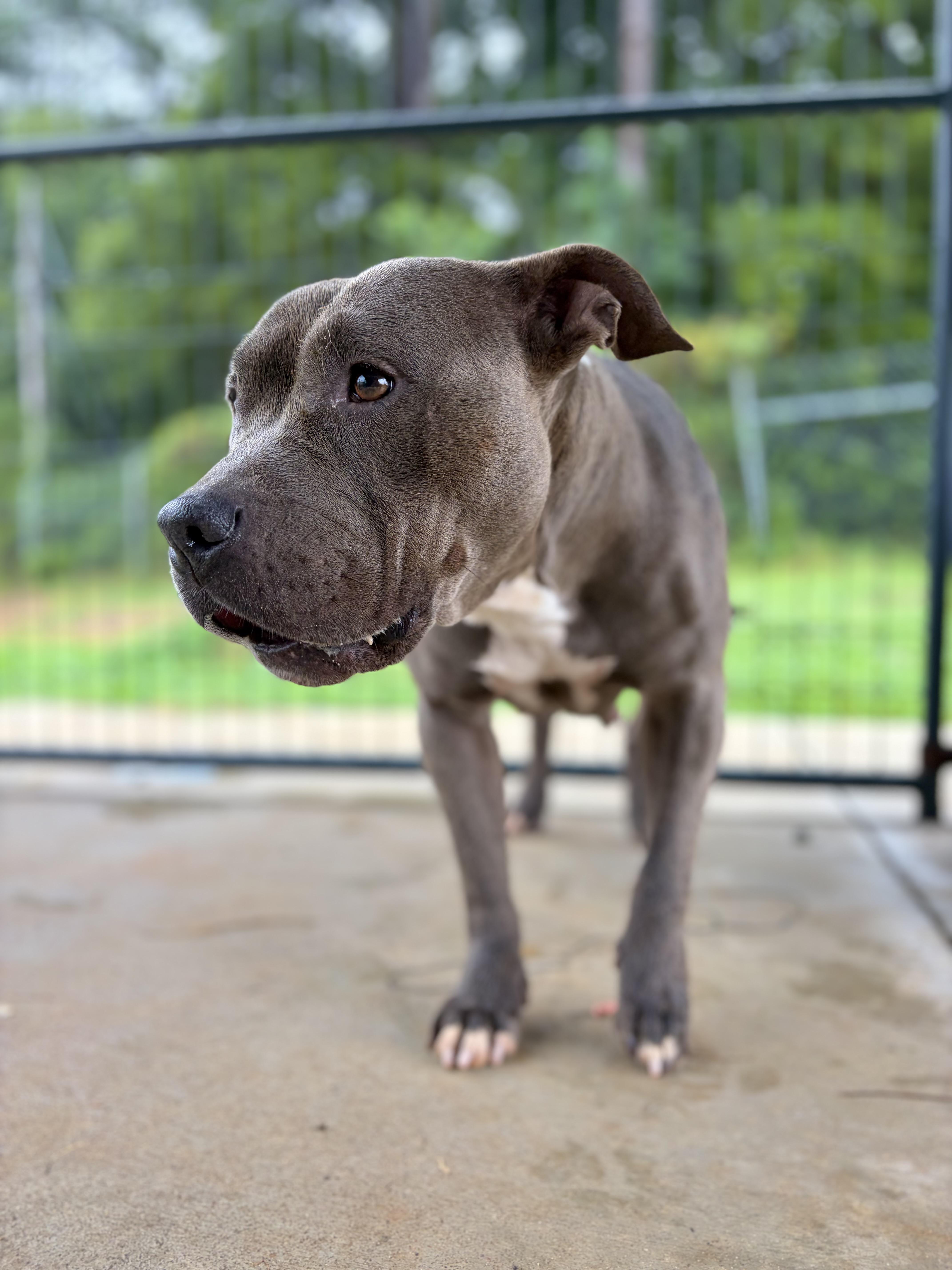Breezy, a ADOPTABLE mixed breed in Winnsboro, SC image 5/5