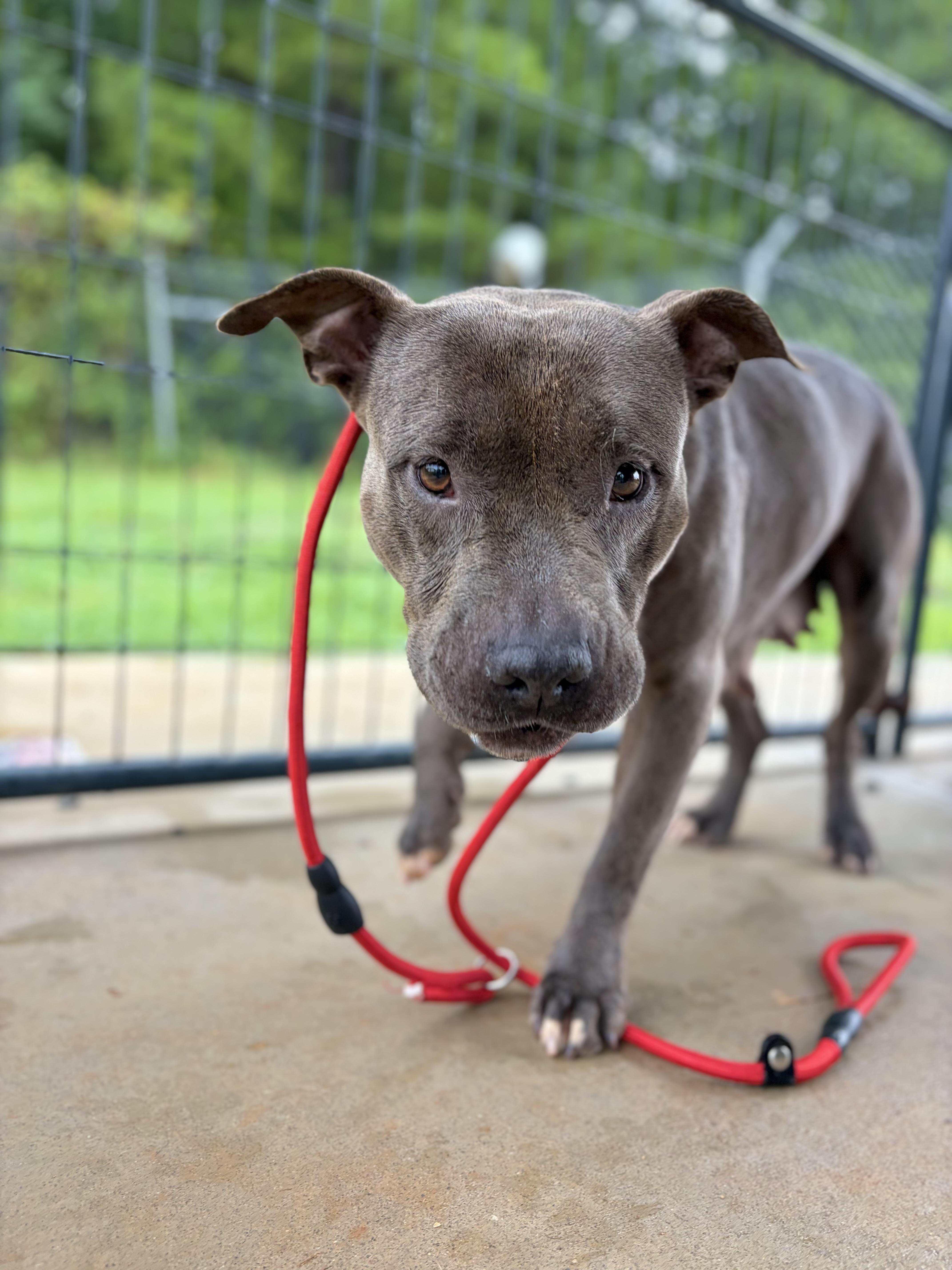 Breezy, a ADOPTABLE mixed breed in Winnsboro, SC image 4/5