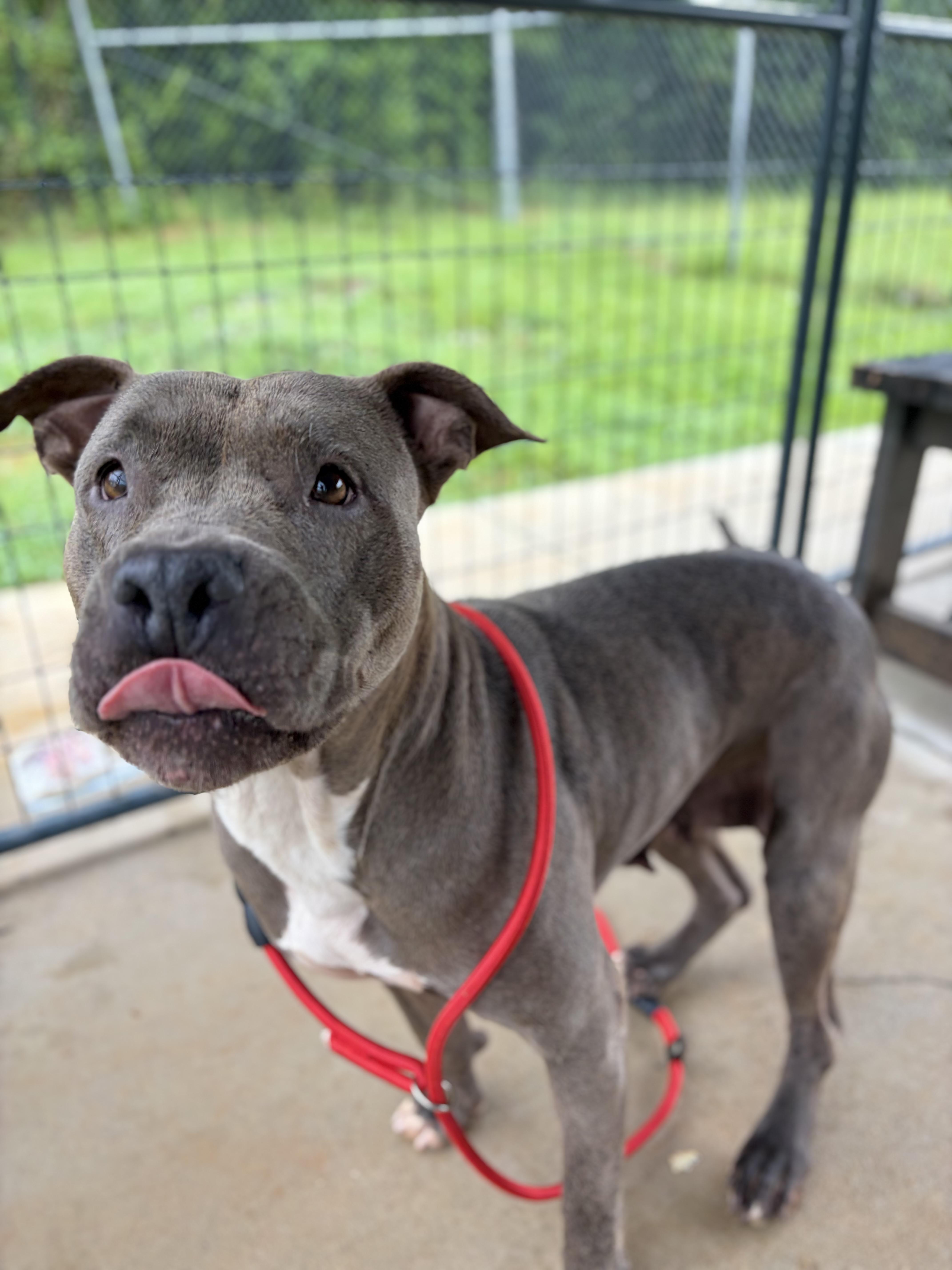 Breezy, ADOPTABLE, Adult Female American Bully.