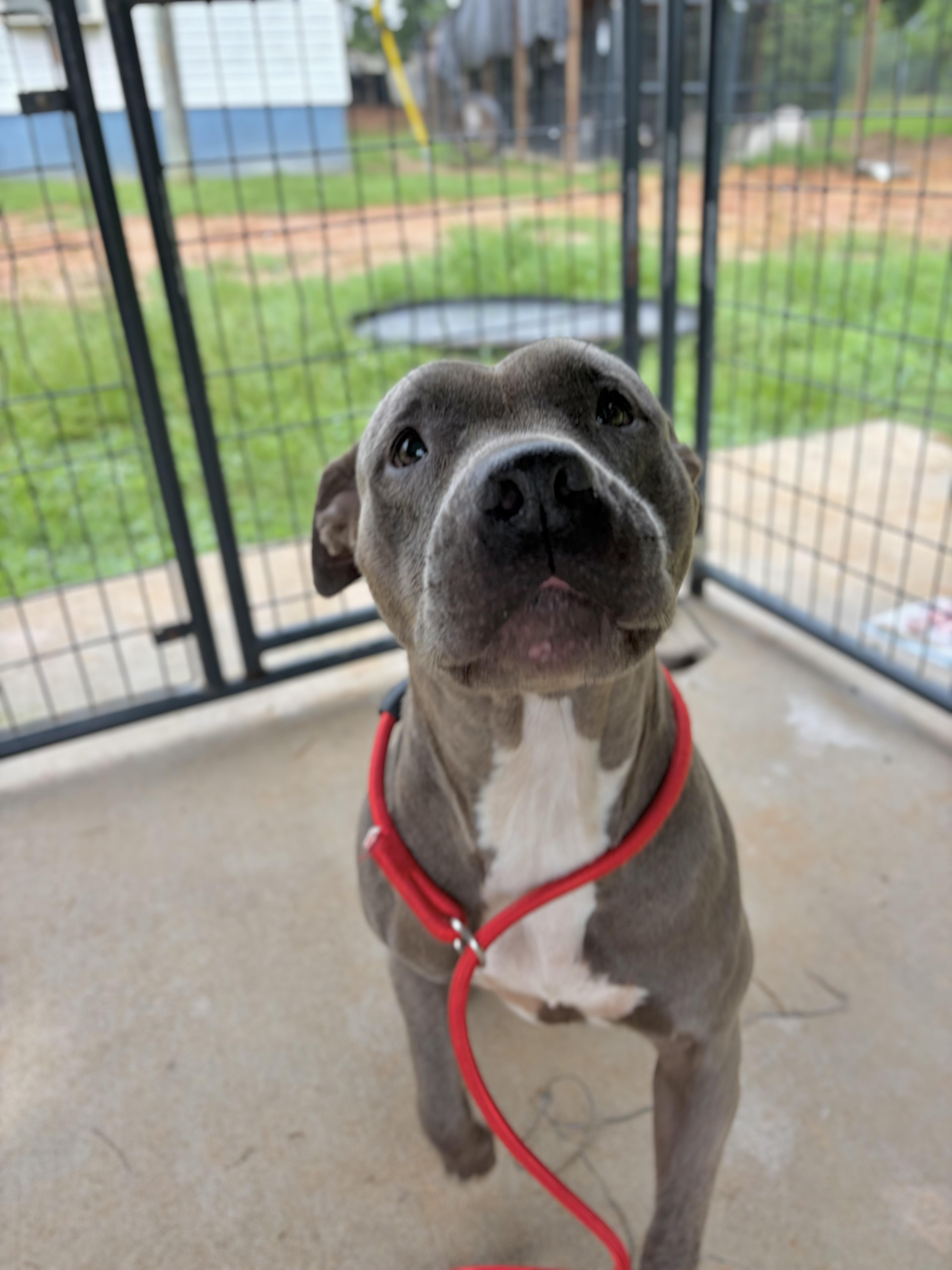 Breezy, a ADOPTABLE mixed breed in Winnsboro, SC image 2/5