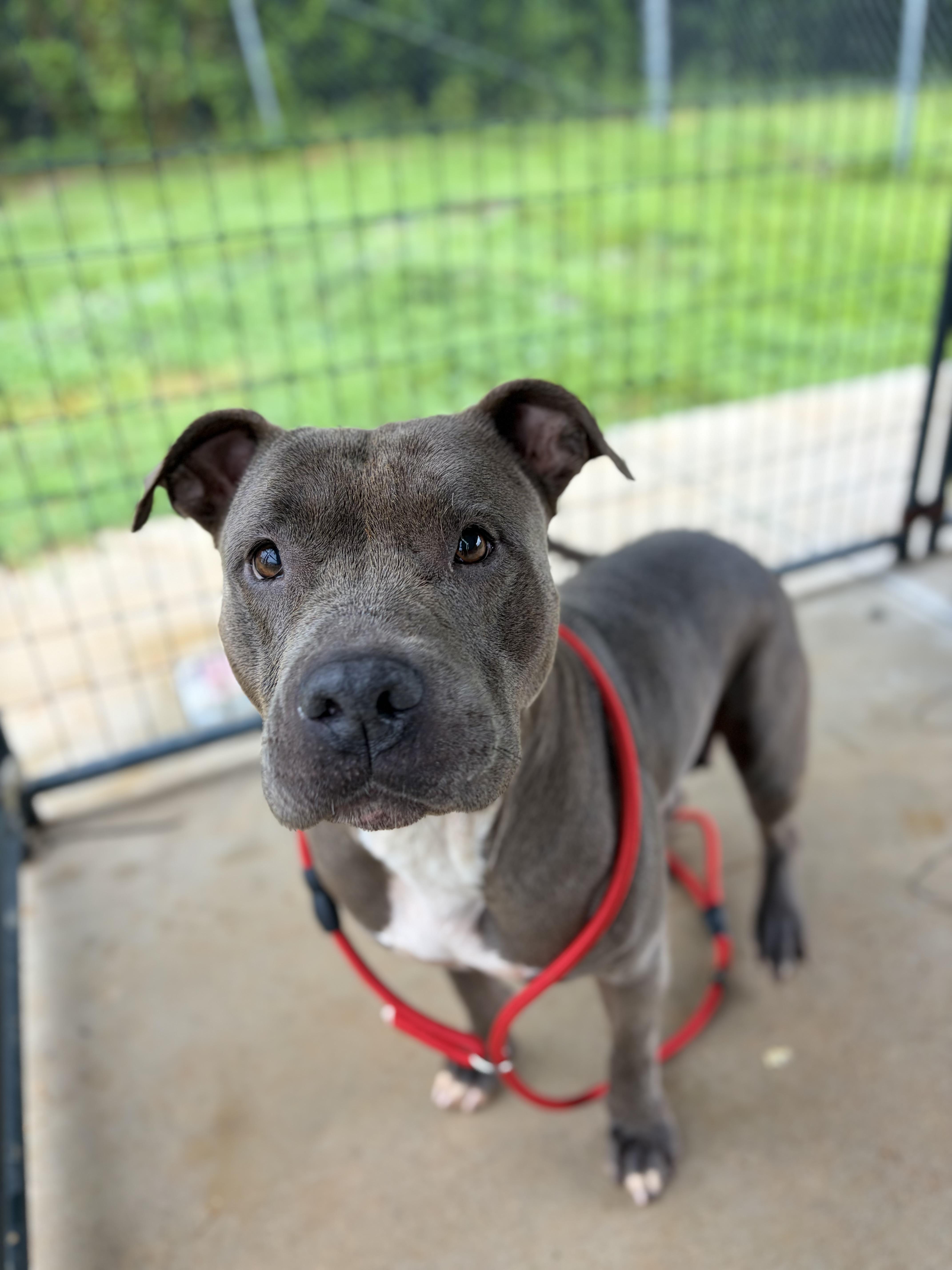Breezy, a ADOPTABLE mixed breed in Winnsboro, SC image 3/5