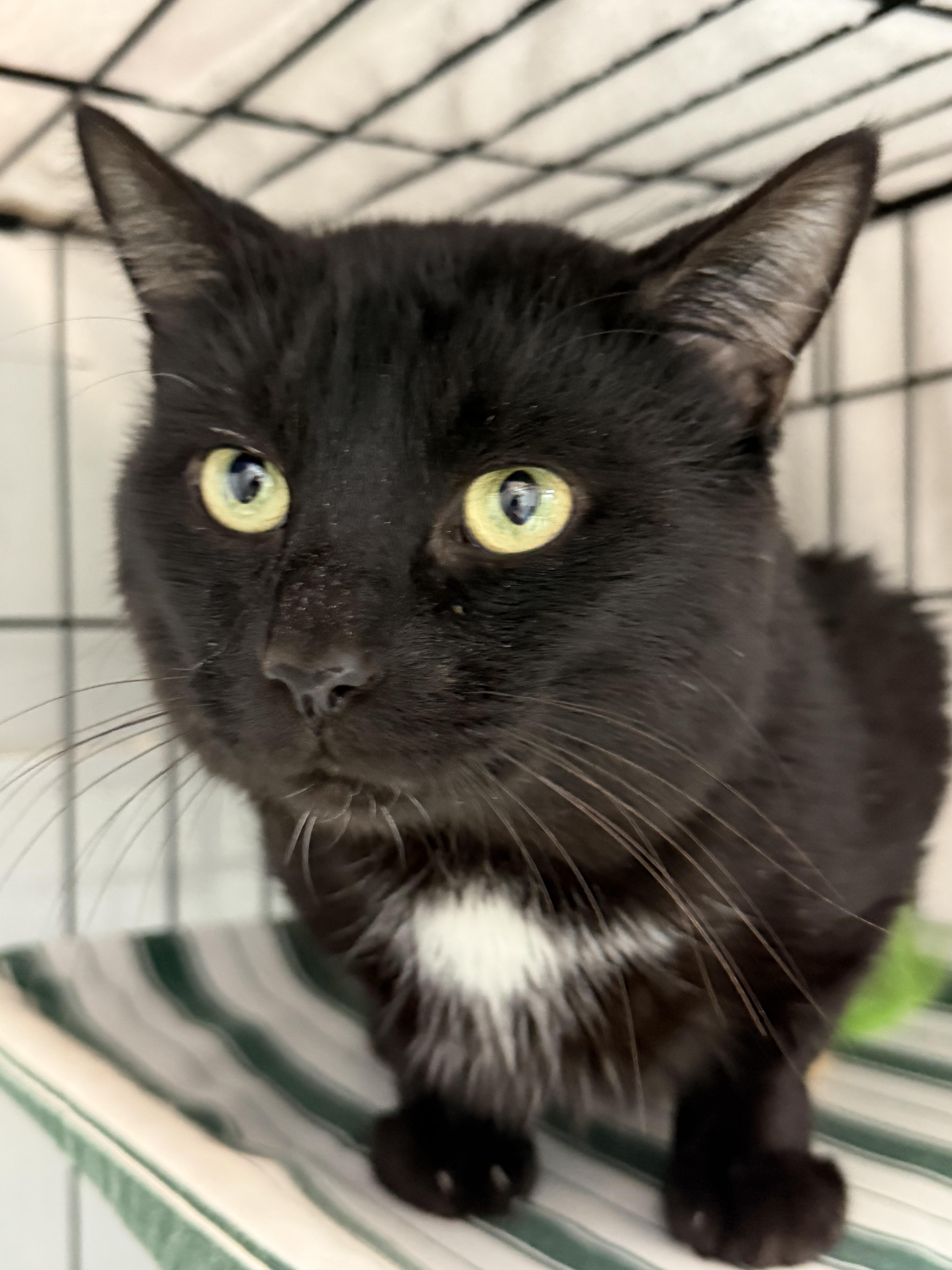Cheddar Bay Biscuit, an adopted Domestic Short Hair in Richmond Hill, GA image 3/5