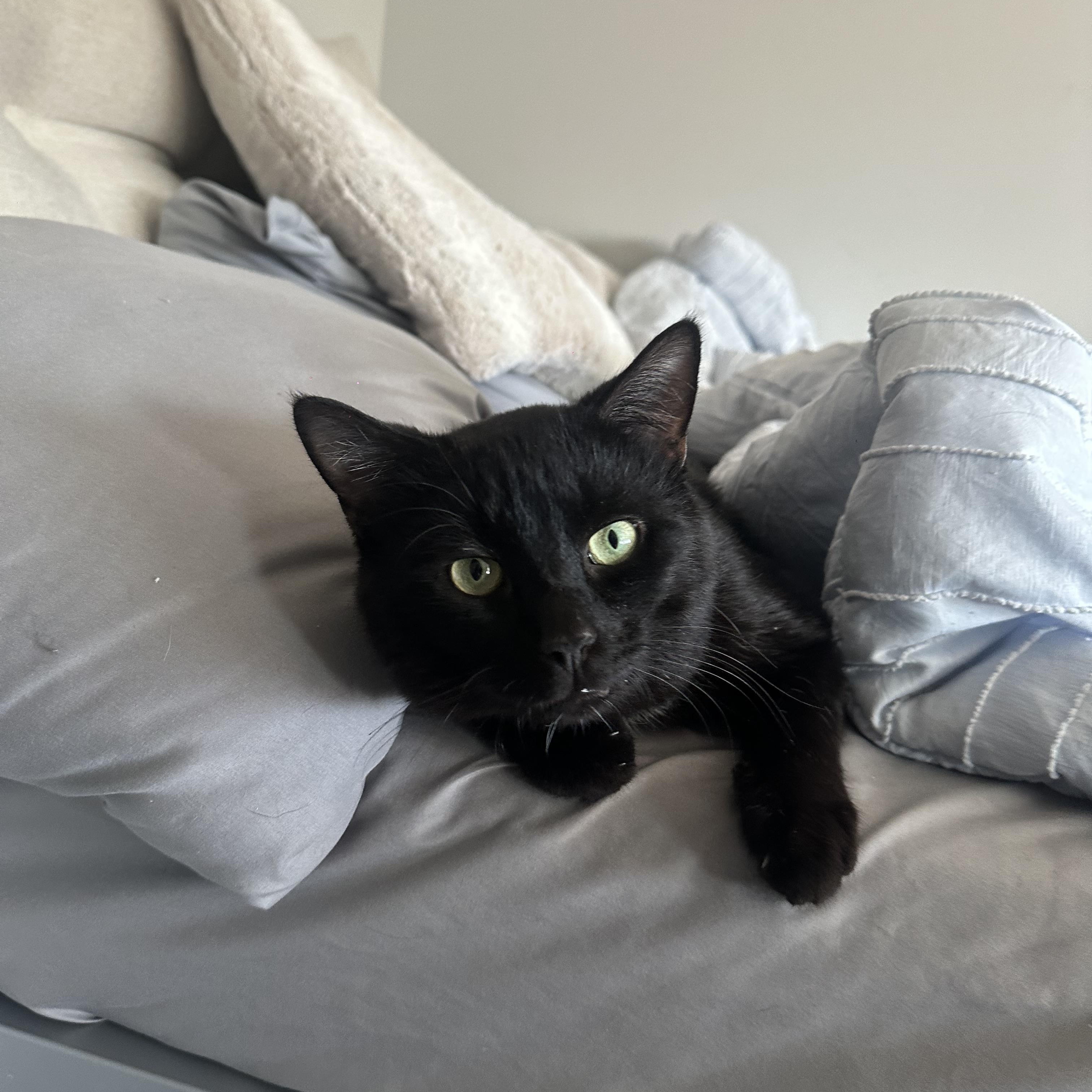 Cheddar Bay Biscuit, an adopted Domestic Short Hair in Richmond Hill, GA image 1/5