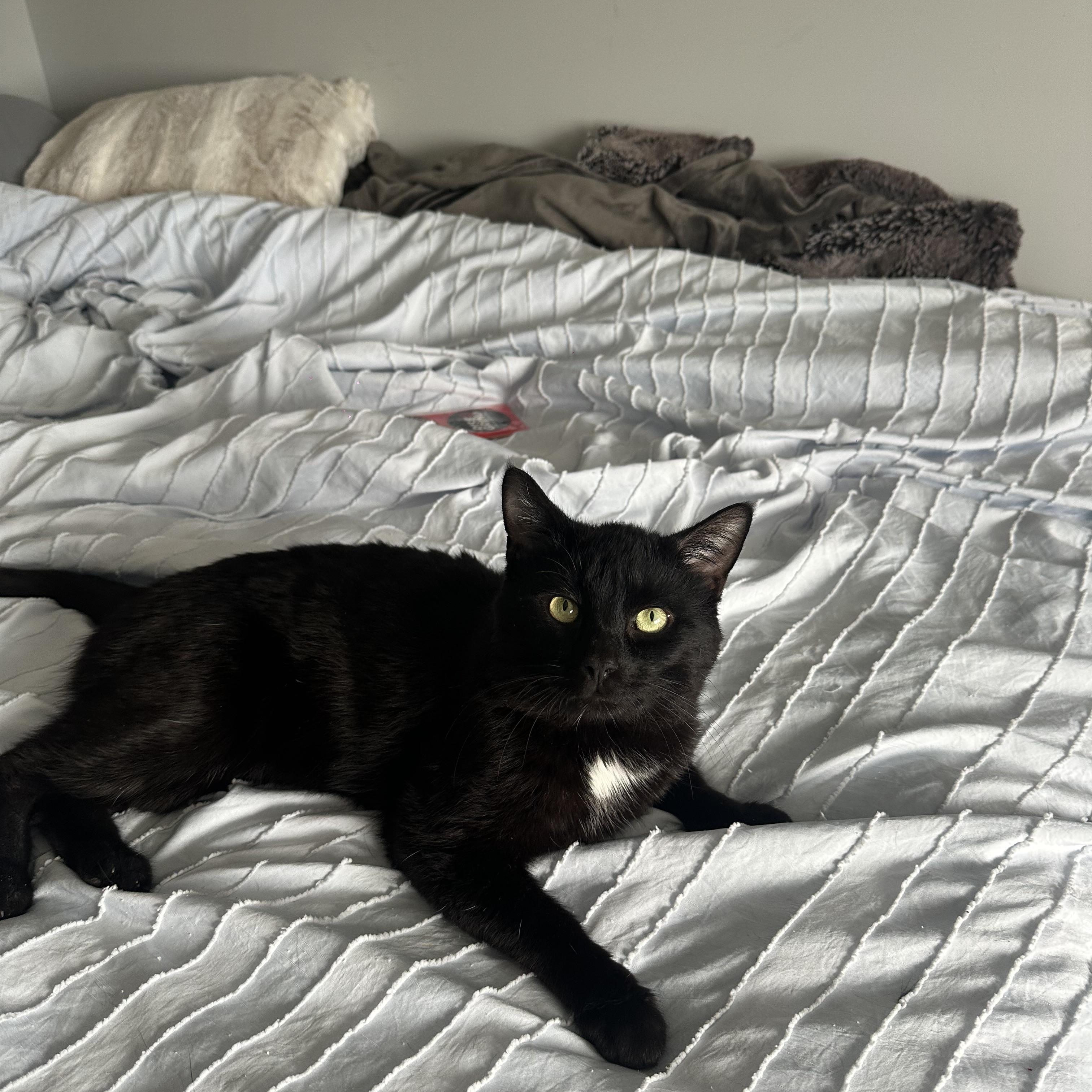 Cheddar Bay Biscuit, an adopted Domestic Short Hair in Richmond Hill, GA image 2/5
