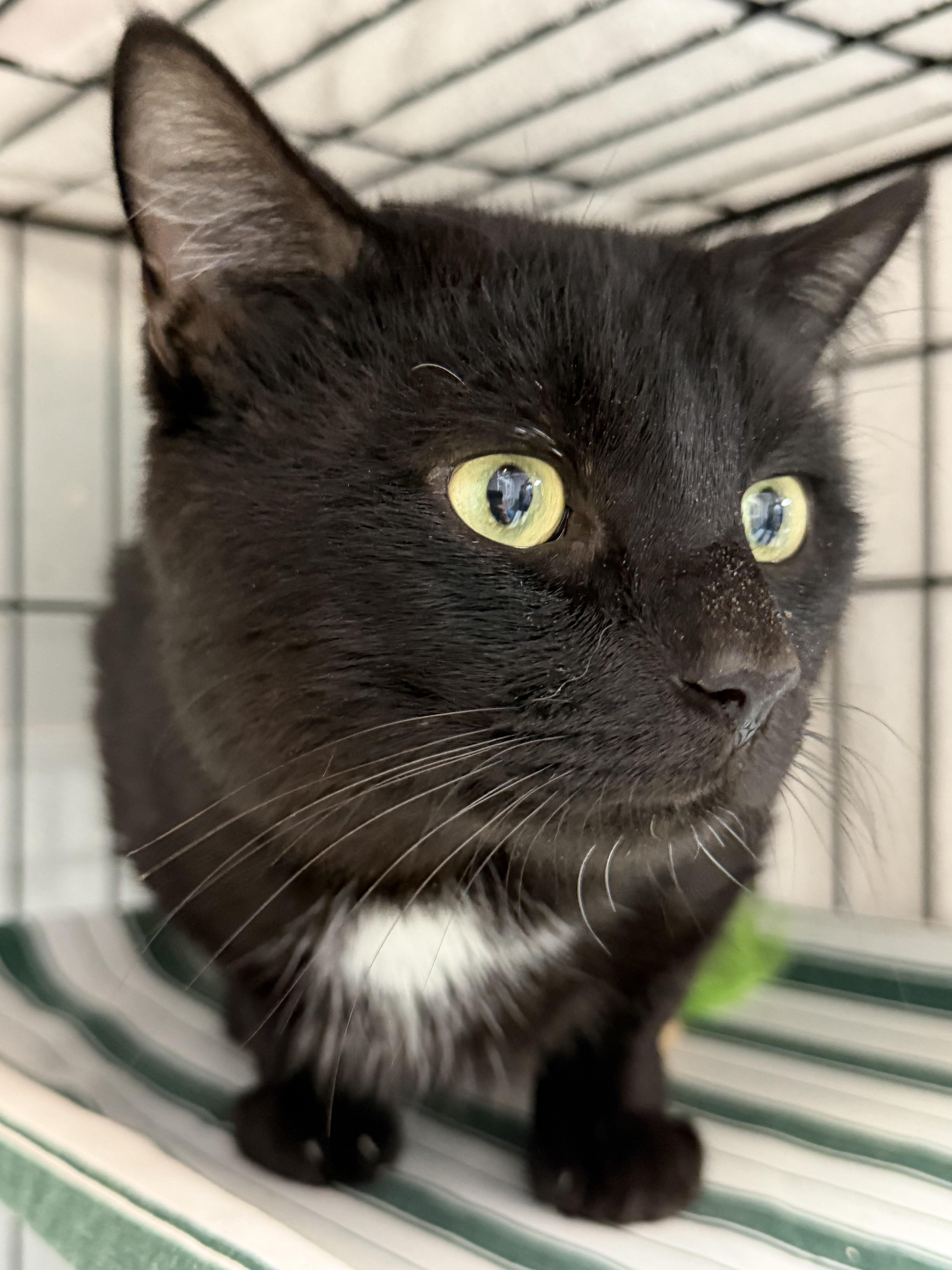 Cheddar Bay Biscuit, an adopted Domestic Short Hair in Richmond Hill, GA image 4/5