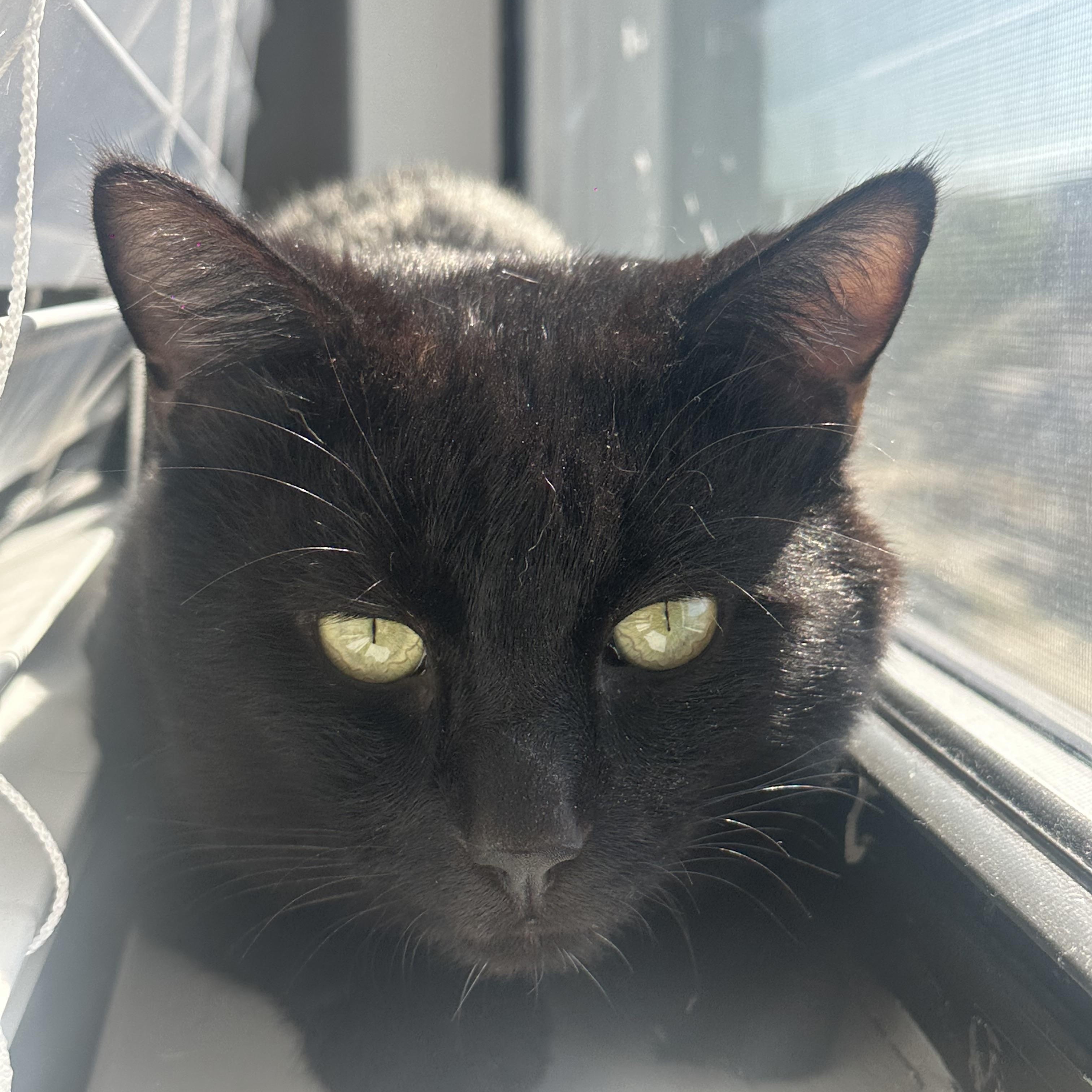 Cheddar Bay Biscuit, an adopted Domestic Short Hair in Richmond Hill, GA image 5/5