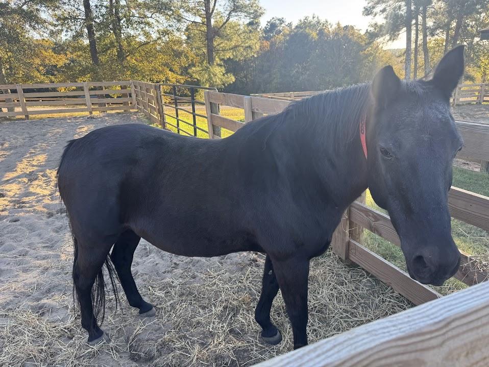 Enlarge Lady, an adopted Morgan in Aiken, SC image 1/1