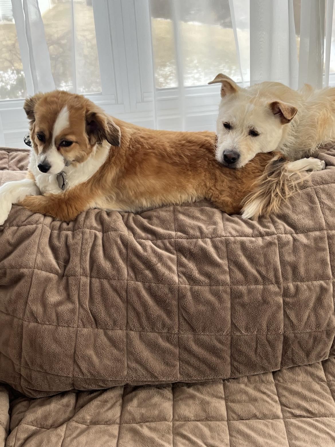 Enlarge Levi, a Adoptable mixed breed in New Milford, CT image 2/6