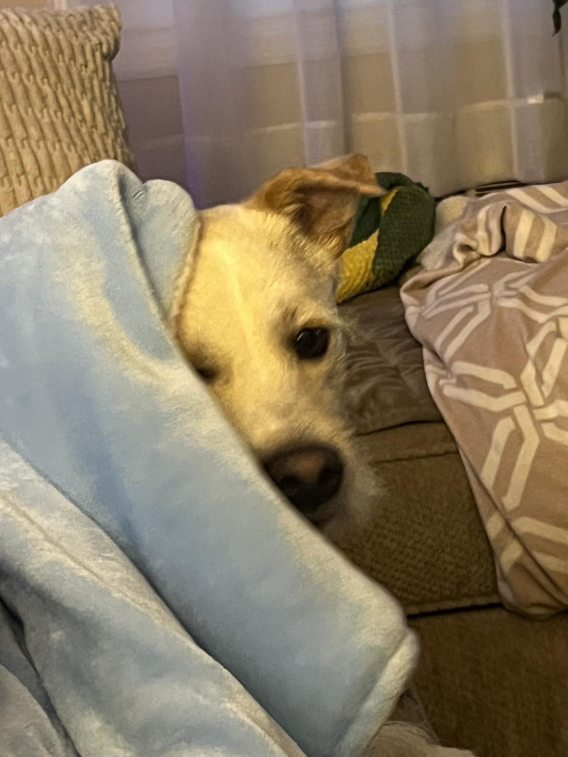 Enlarge Levi, a Adoptable mixed breed in New Milford, CT image 3/6