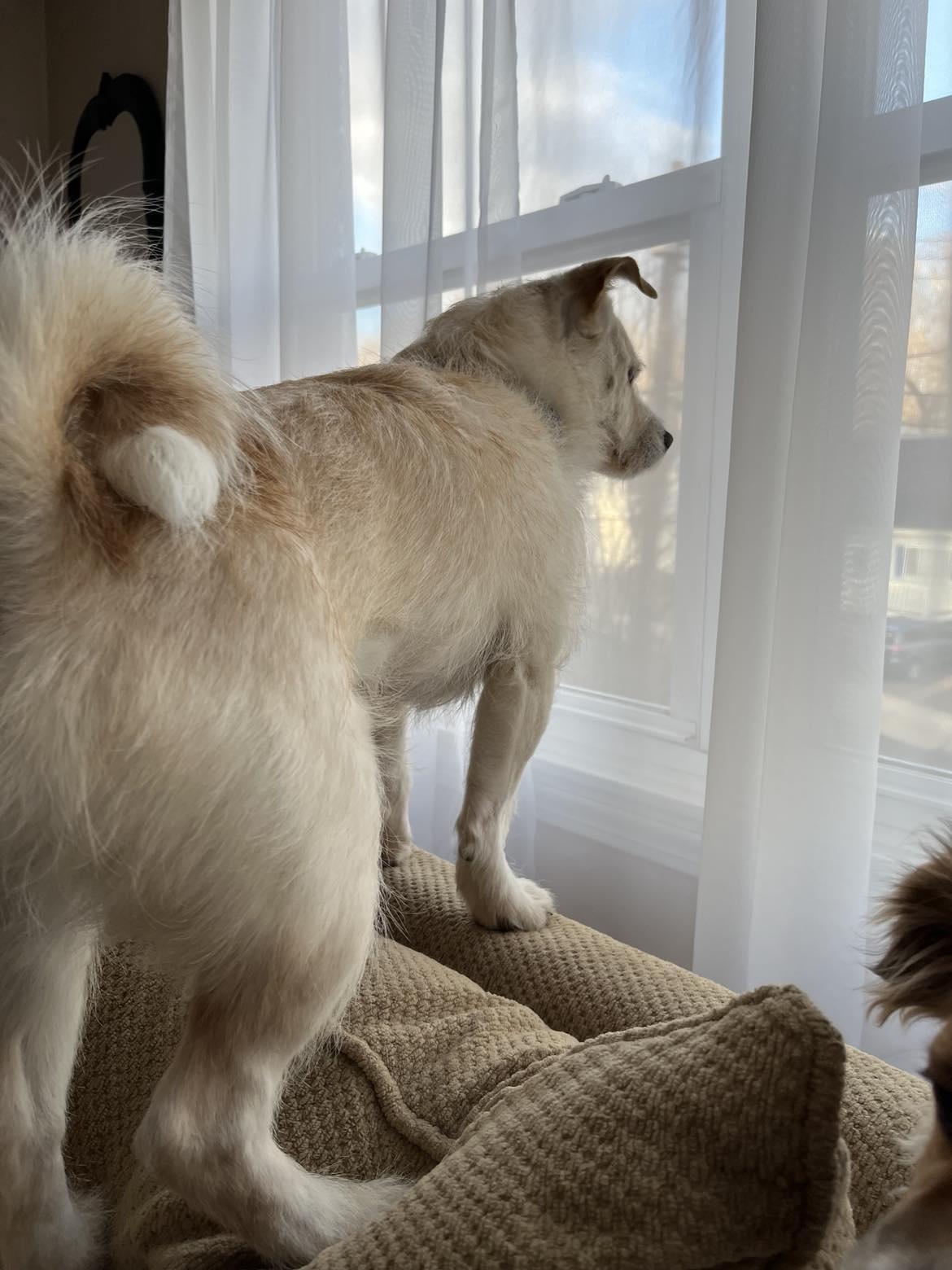 Enlarge Levi, a Adoptable mixed breed in New Milford, CT image 4/6