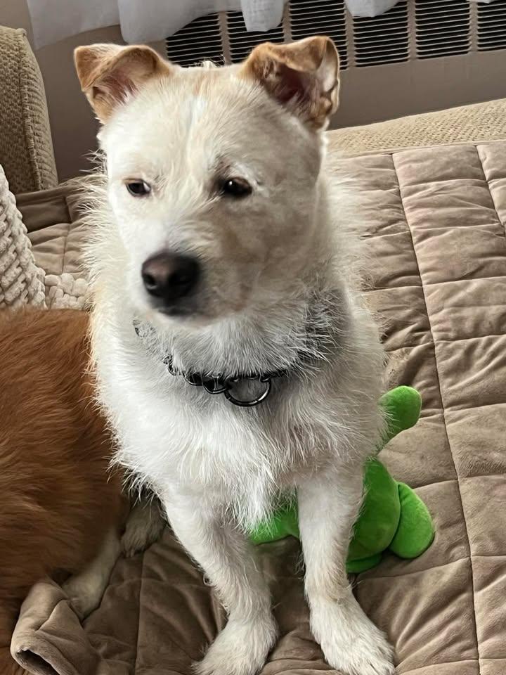 Enlarge Levi, a Adoptable mixed breed in New Milford, CT image 6/6