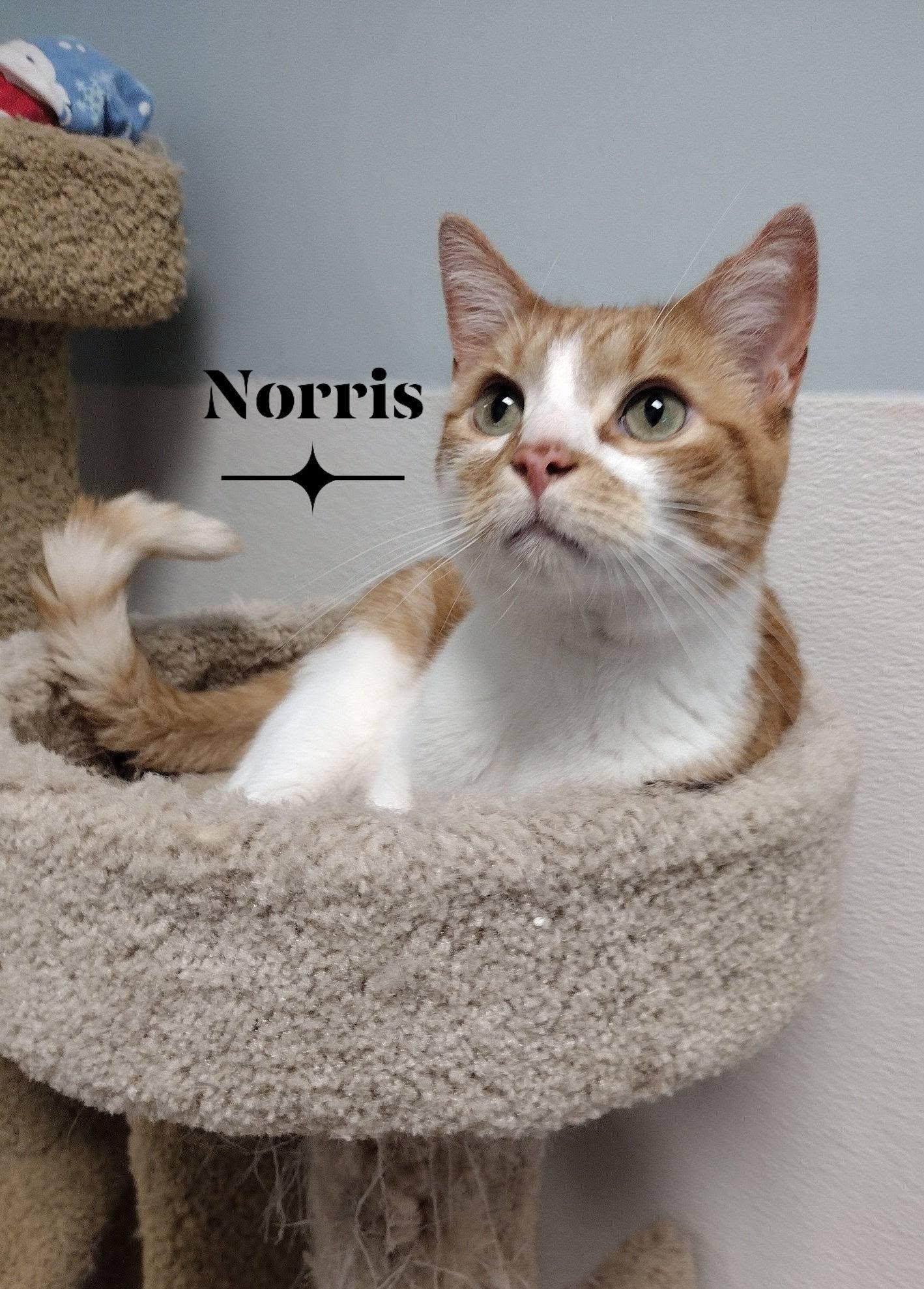 Enlarge Norris, a ADOPTABLE Domestic Short Hair in Monroe, OH image 1/1