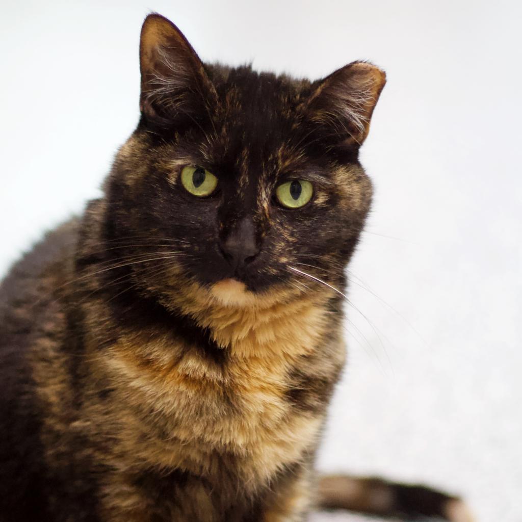 Babi — thumbnail 3