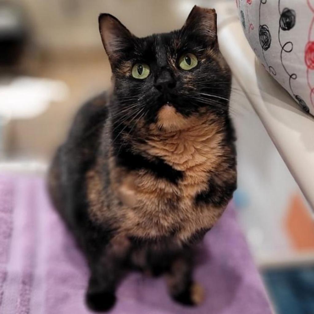 Babi — thumbnail 4