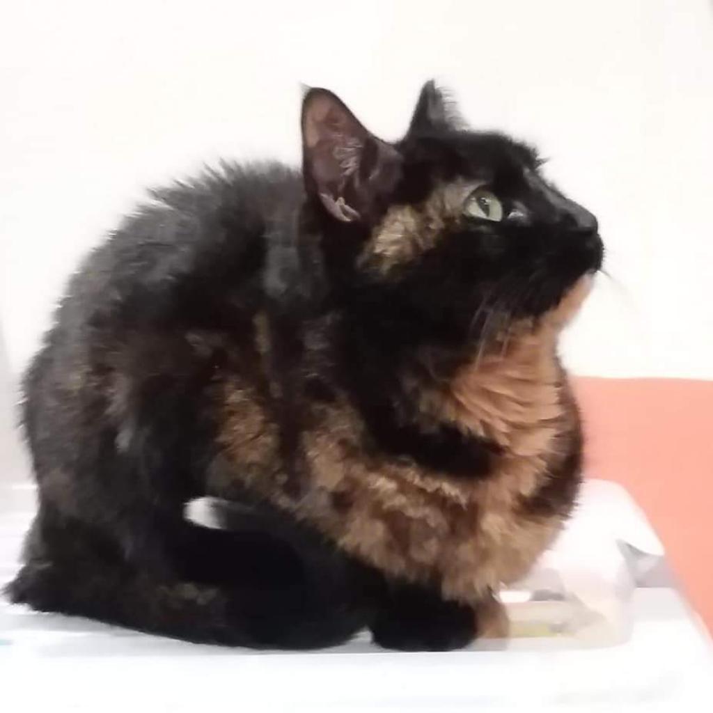 Babi — thumbnail 6