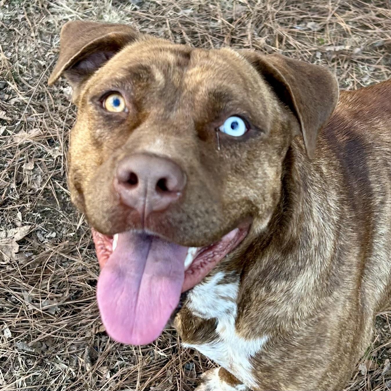 Enlarge Gertie - STUNNING!, a Adoptable mixed breed in Watertown, CT image 2/6