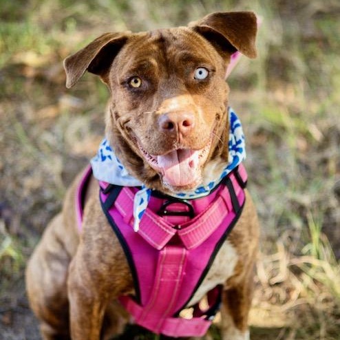 Enlarge Gertie - STUNNING!, a Adoptable mixed breed in Watertown, CT image 4/6