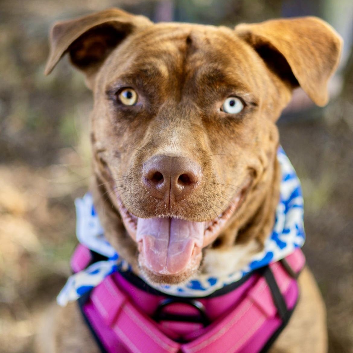 Enlarge Gertie - STUNNING!, a Adoptable mixed breed in Watertown, CT image 3/6