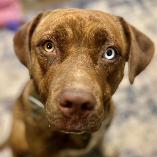 Enlarge Gertie - STUNNING!, a Adoptable mixed breed in Watertown, CT image 1/6