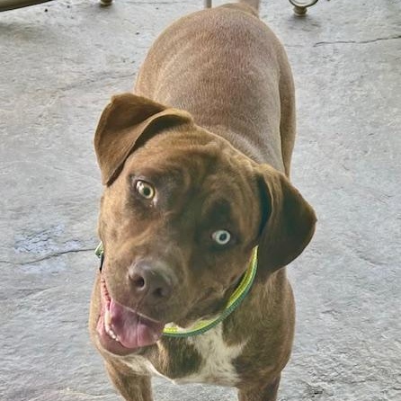 Enlarge Gertie - STUNNING!, a Adoptable mixed breed in Watertown, CT image 2/6