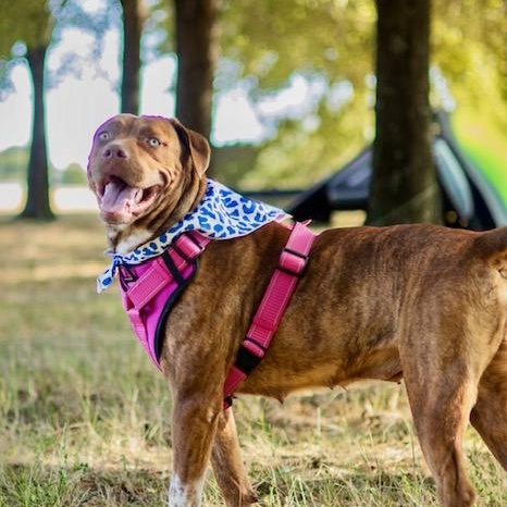 Enlarge Gertie - STUNNING!, a Adoptable mixed breed in Watertown, CT image 5/6