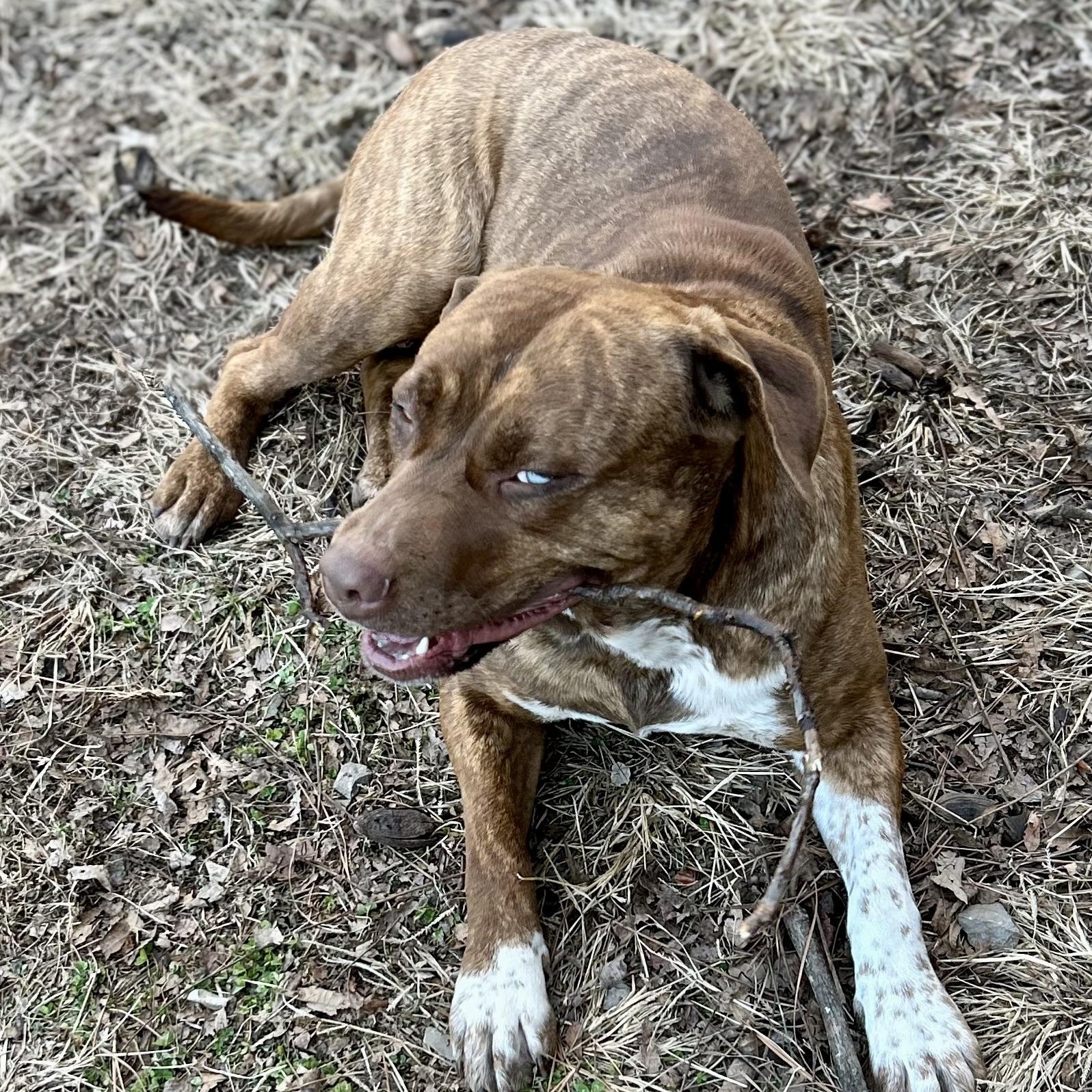 Enlarge Gertie - STUNNING!, a Adoptable mixed breed in Watertown, CT image 6/6