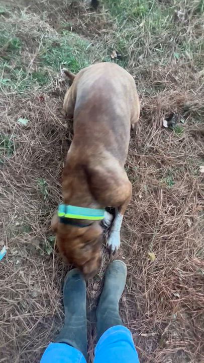 Enlarge Gertie - STUNNING!, a Adoptable mixed breed in Watertown, CT video 6/6