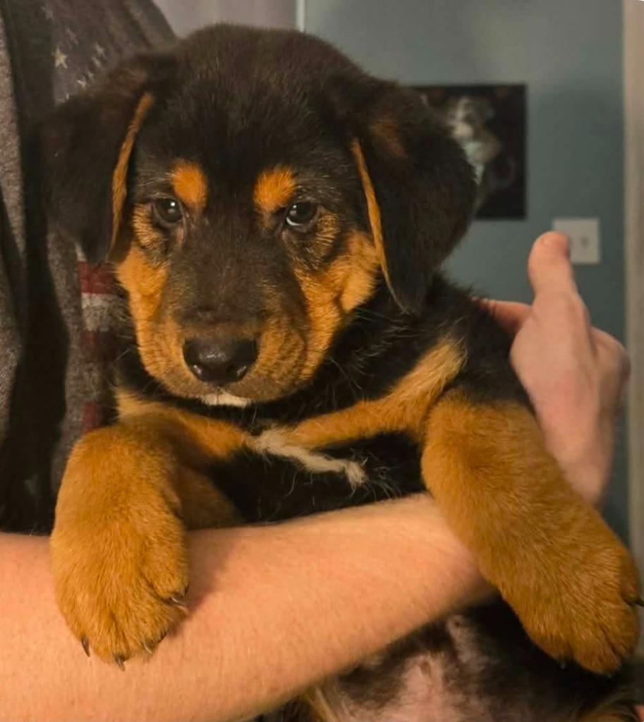 Enlarge Wally Street, a Adopted Shepherd in El Dorado, AR image 1/2