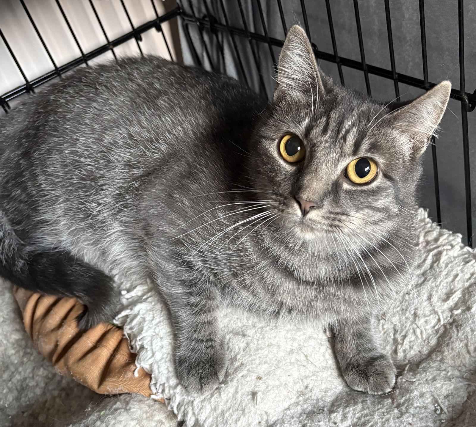 samantha / Sam, Adoptable, Kitten Female Domestic Short Hair.