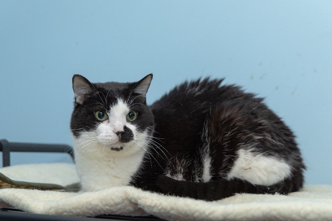 Riley, Adoptable, Adult Male Domestic Short Hair.