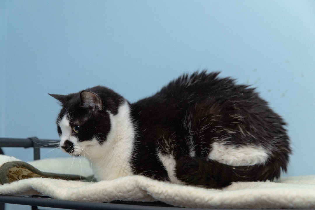 Enlarge Riley, a Adoptable Domestic Short Hair in Chicago, IL image 2/2