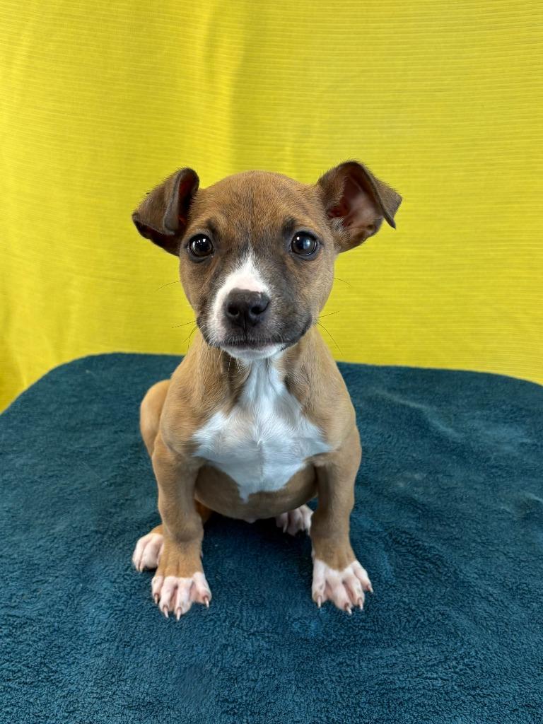 Um, Adoptable, Puppy Female Hound & Black Mouth Cur.