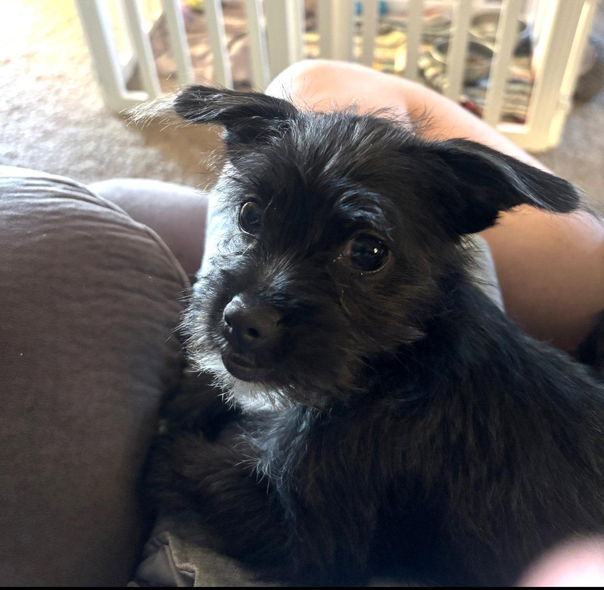 Enlarge Anna, a Adoptable Terrier in Grafton, WI image 2/3