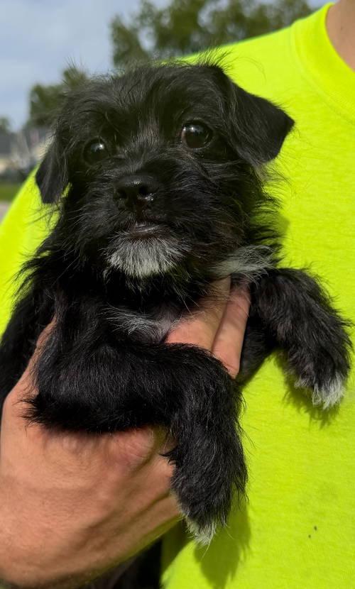 Enlarge Anna, a Adoptable Terrier in Grafton, WI image 3/3