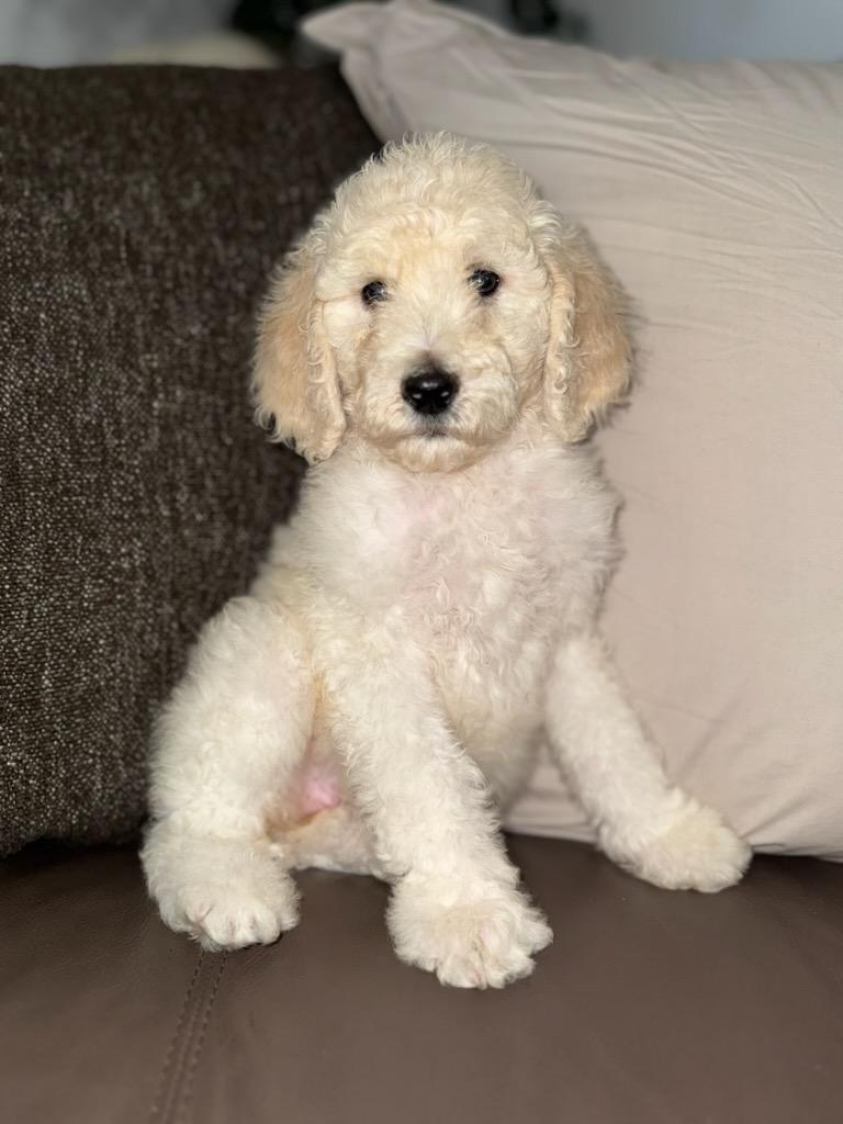 Cupid , ADOPTABLE, Puppy Male Goldendoodle.