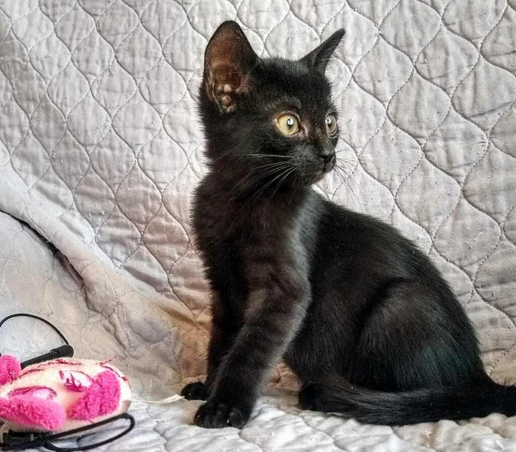 Duke, Baby Male unknown