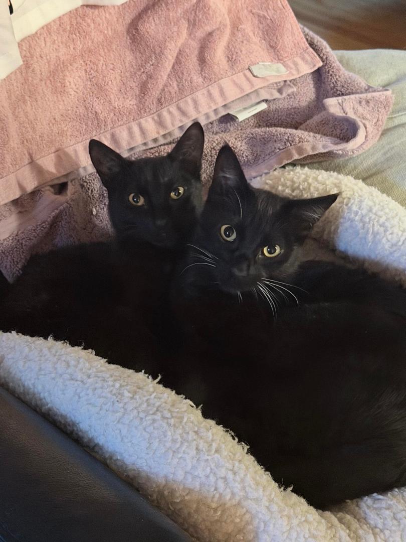 Enlarge Mischief, a Adoptable mixed breed in El Dorado Hills, CA image 1/1